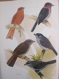 The Cotingas: Bellbirds, umbrellabirds and other species